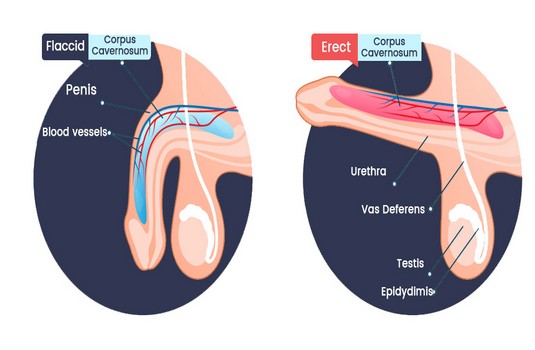 Erectile Dysfunction Surgery in India Cost Hospitals Doctor